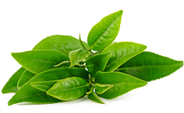Эктракт листьев зеленого чая