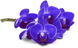 Экстракт орхидеи