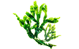 Экстракт зеленых микроводорослей